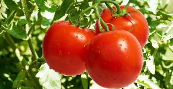 beneficios del jitomate