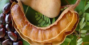beneficios del tamarindo