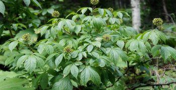 Eleuterococo