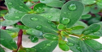 beneficios de la bacopa