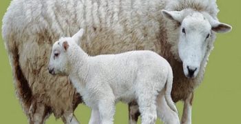 grandes beneficios de la leche de oveja