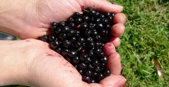 beneficios del maqui
