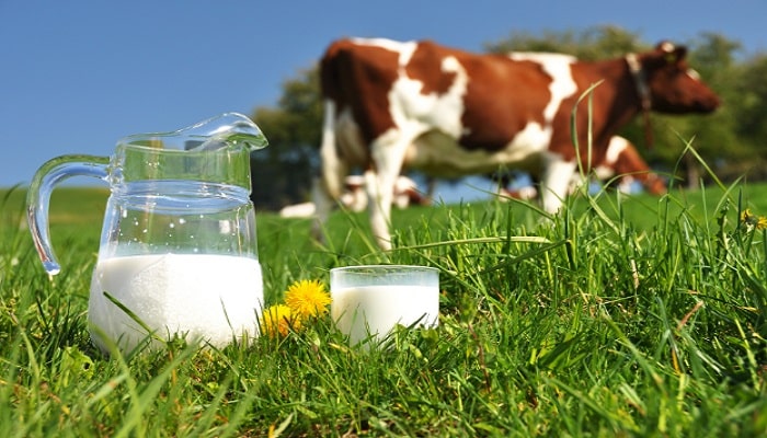 beneficios de la leche de vaca