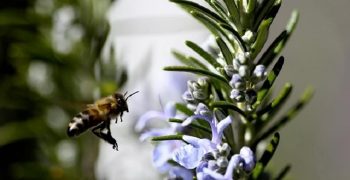 beneficios de la miel de romero