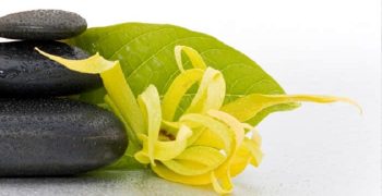 aceite de ylang ylang