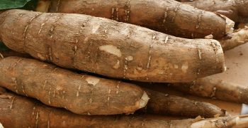 la yuca y sus beneficios