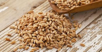 grano de teff