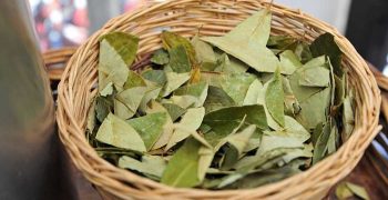 la hoja de coca
