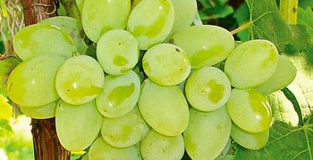 la uva verde