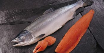 el salmon