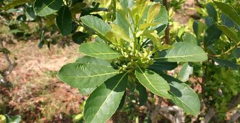 la yerba mate