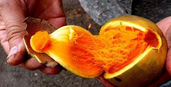 el zapote