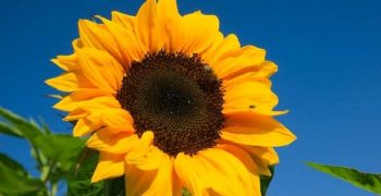 los grandes beneficios de los girasoles