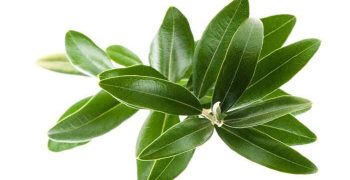 La hoja de olivo