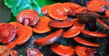 el ganoderma lucidium