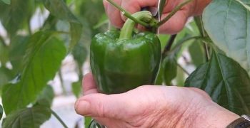 el pimiento
