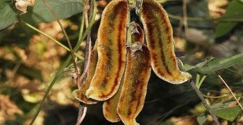 Beneficios De La Mucuna Pruriens