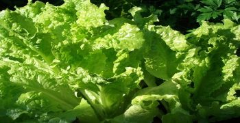 la lechuga