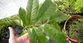 las hojas de guanabana