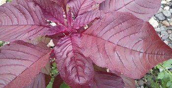 espinaca roja
