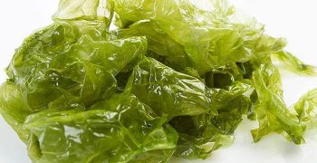lechuga de mar