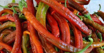 los pimientos largos