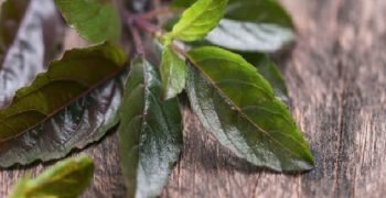 beneficios de la albahaca sagrada