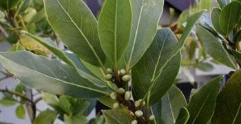 hoja de laurel