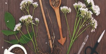 beneficios de la raíz de valeriana