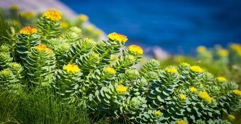 beneficios de la rhodiola