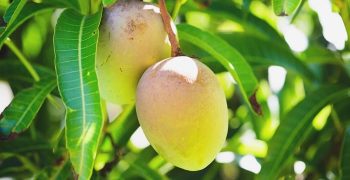 hojas de mango