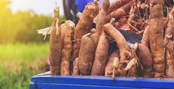 beneficios del arrurruz