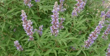 el vitex