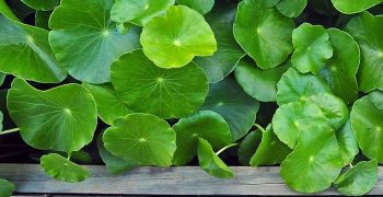la gotu kola