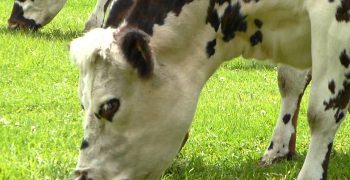 la carne de vaca