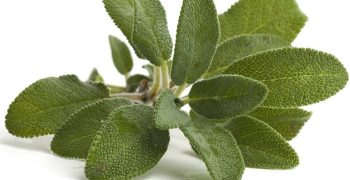 la salvia