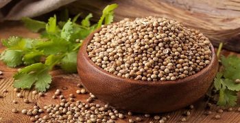 semillas de cilantro