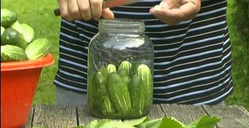 los pepinillos fermentados