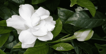 la gardenia