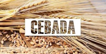beneficios de la cebada