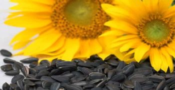 beneficios de la mantequilla de semillas de girasol