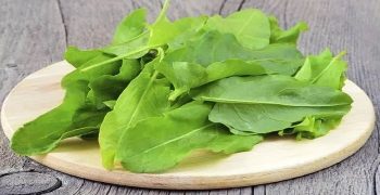 beneficios del sorrel