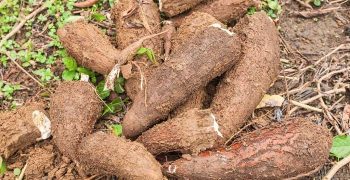 la raíz de yuca