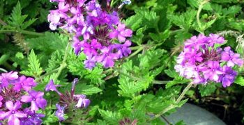 la verbena