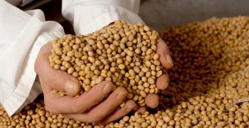 lecitina de soya