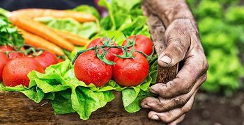 alimentos organicos