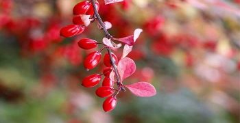 Beneficios De La Berberina