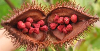 Beneficios Del Annatto