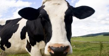 Beneficios del colágeno bovino