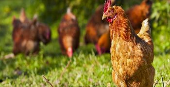 Beneficios Del Colágeno De Pollo